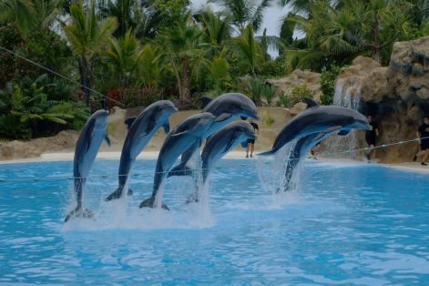 delfin.jpg