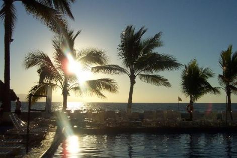 las-palmas-palm-trees.jpg