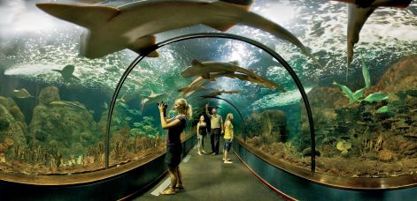 loro-parque-tenerife-spain4jpg.jpg